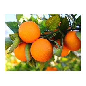 Naranjas Mandarinas Orgánicas Frescas, Deliciosas y Jugosas, Disponibles Todo el Año, Baratas, de Portugal - Product Image 6