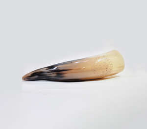 Authentic Handcrafted Natural Polished Buffalo Horn Blowing Horn With Distinctive <b>Black</b> And Honey Two Tone Coloration - Product Image 2