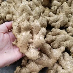 Good - quality ginger whole fresh ginger Dried-ginger agriculture products in Vietnam Holiday