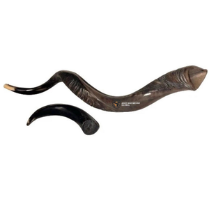 Corne de Shofar de bélier polie naturelle Instrument juif traditionnel pour Rosh Hashanah et Yom Kippour - Product Image 6