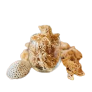 Eucheuma cottonii มอสทะเลไอริชเพื่อสุขภาพ100% เวียดนาม - Product Image 5