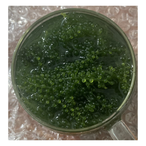 LA MEJOR OPCIÓN PARA ENSALADA-MARINAS DESHIDRATADAS-SECAS 100% MARINAS SALADAS FRESCAS CON ALTA CALIDAD DESDE 99 DATOS DE ORO - Product Image 2