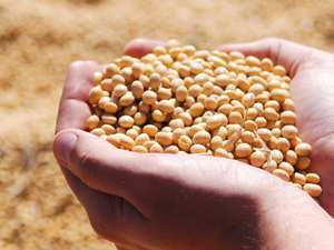 Soja amarilla de grado de exportación no OGM/Frijoles de soja de calidad superior para importadores de soja Bélgica - Product Image 4