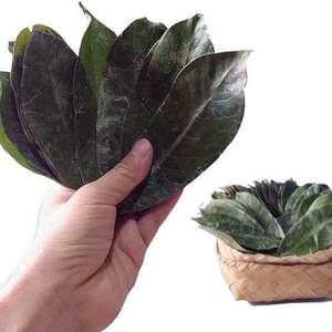 Une façon sûre et saine Soursop laisse des prix bon marché du Vietnam - Product Image 3