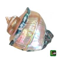 Coquille de mer naturelle polie de qualité supérieure, véritable toucher de jade, demi-coquille Turbo, coquille d'hermite/Lambis Truncata/Turbo géant