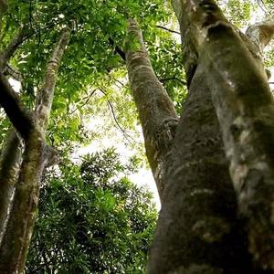 Qualité supérieure Luxe Doux Arôme Huile Essentielle Pur Oud Vietnam Agarwood Chips Composé de Bois Miel Cosmétiques Fourniture OEM - Product Image 3