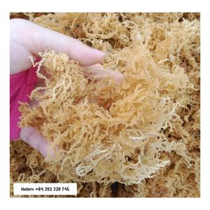 Musgo Marino Deshidratado Natural al por Mayor a Buen Precio para Bebidas, Musgo Cargareen Silvestre de Calidad, Recolección Natural - Product Image 5