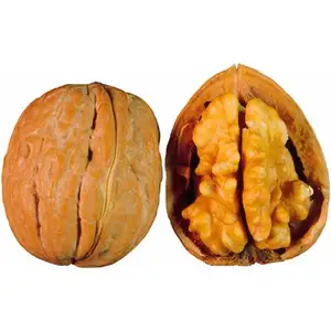 Best Price Common Walnut Nuts Top Class Walnut Kernels Dried Style Raw Walnut from California