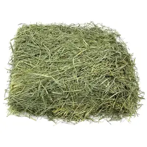Alfalfa kelas atas jumlah besar untuk pakan hewan/Alfalfa Hay dari Spanyol untuk ekspor