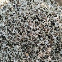 Graines de Moringa PKM 1 de Genius Herbs, variété à haut rendement, qualité de culture premium, croissance rapide, qualité d'exportation