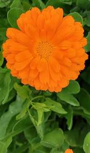 Vraies fleurs de calendula séchées pour la décoration florale - Product Image 2