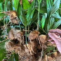 Palmier Areca vivant de qualité supérieure, plante tropicale à croissance rapide pour l'aménagement paysager intérieur et extérieur et la décoration intérieure