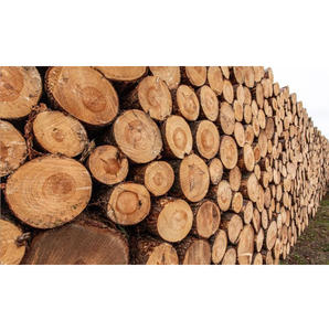 Troncos de Nogal Negro al por Mayor, Calidad Premium/A, con un 20% Menos de Defectos que la Madera Estándar para una Calidad de Fabricación Consistente - Product Image 1