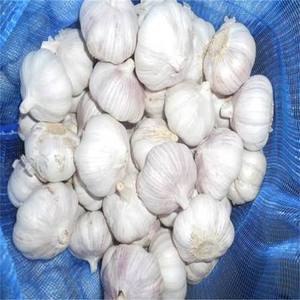 Ajo Blanco Normal / Ajo Rojo / Ajo Morado, Exportación Directa de Fábrica China con Bolsa de Malla Personalizada e Impresión de Logotipo, Fresco - Product Image 2