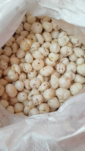 Graines de lotus (Makhana) Premium Fox Nut sans gluten, super-aliment, collation santé et bien-être, séchées, faible humidité, brutes, grillées, qualité export - Product Image 6