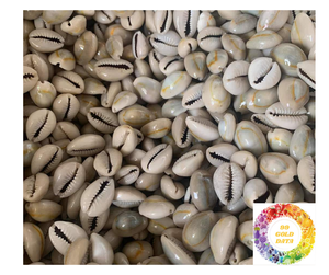 Natural Cowrie Shell Beads White <b>Seashell</b> Decor Cowrie Shells From Vietnam Beach Craft With Competitive Price In bulk <b>for</b> <b>sale</b> - Product Image 3