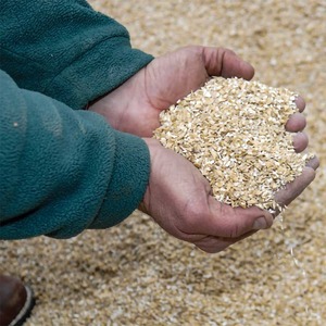 Cerveceros secos frescos Granos ricos en contenido de fibra Cerveceros Granos perfectos para la nutrición de aves de corral Vaca y ganado - Product Image 6