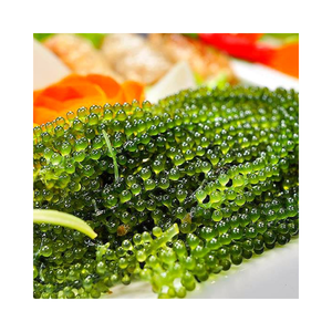 Uvas de mar Premium de alta calidad (Nori) Caviar de algas secas frescas y conservadas en sal envasadas a granel a buen precio - Product Image 1