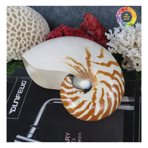 Decoración de lujo Raw/Pulido Cámara Nautilus Shell-Pulido Decorativo Tigre Nautilus Shell para la decoración - Product Image 6