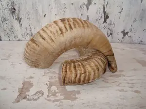 Longue corne de bélier écologique avec forme unique faite à la main et idéale pour les pièces d'art montage mural ou les conceptions inspirées de la nature - Product Image 5