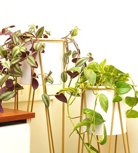 Pot de fleurs vert moderne avec support en métal pour un style d'intérieur chic, exposition de plantes d'intérieur et décoration de balcon en provenance d'Inde - Product Image 4