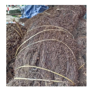 Feuilles de gelée d'herbe séchée de haute qualité pour l'utilisation de gelée et de boissons par 99 Gold Data Premier exportateur du Vietnam - Product Image 4