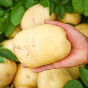 Nueva Cosecha de Patatas Orgánicas Redondas Frescas Normales de Tailandia al por Mayor - Product Image 1