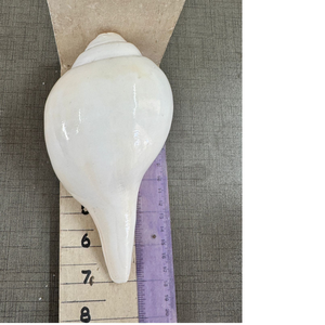 Grande coquille de conque naturelle blanche de 8 pouces (Shankh) Son fort et authentique |   Vamavarti, finition brute écologique, thème religieux et d'amour - Product Image 2