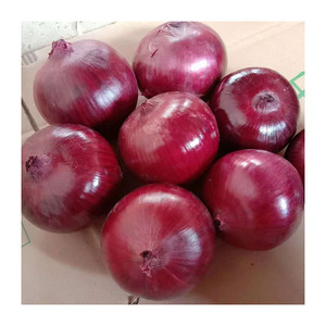 Cebollas Rojas frescas de alta calidad, tamaño de 5-7cm, venta al por mayor, cebollas de piel roja púrpura, suministro a granel a precio de fábrica, la mejor oferta del mercado - Product Image 3