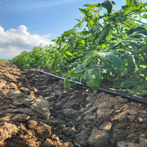 Ruban goutte-à-goutte de haute qualité, tuyaux ronds en PE et raccords d'irrigation agricole (16 mm, 20 mm, 22 mm, 25 mm) - Product Image 6