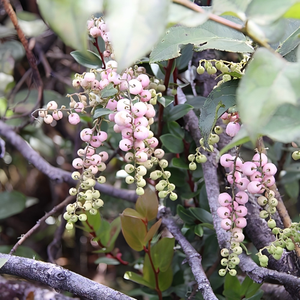 통증 완화를 위한 중국 윈터그린 에센셜 오일 유기농-<span class=keywords><strong>100</strong></span>% 순수 천연 식물 추출물, 증기 증류, 프리미엄 등급 10ML - Product Image 2