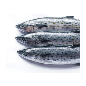 Atún español de alta calidad, clasificado para venta al por mayor y según la demanda del mercado. - Product Image 3