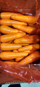 Fournisseur biologique de carottes fraîches sucrées à haute teneur en vitamines du Vietnam pour l'exportation de la transformation des boissons alimentaires - Product Image 2