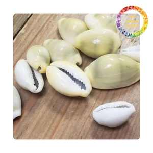 Conchas marinas a granel | Cauri de huevo y conchas | Colección Natural Ocean Vietnam - Product Image 2