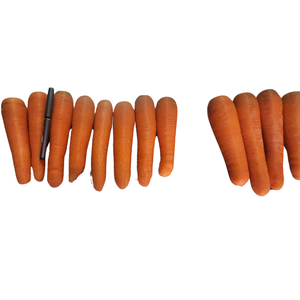 Zanahorias congeladas Premium con sabor dulce junto con frutas y verduras frescas de alta calidad para mercados mayoristas - Product Image 1