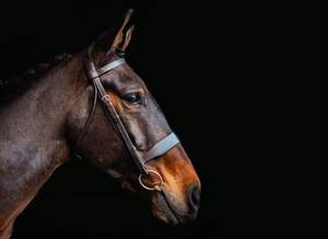 Hunt Bridle Bride de cheval en cuir véritable en Inde Hot Multi Color Bride de cheval en cuir véritable Taille complète - Product Image 2