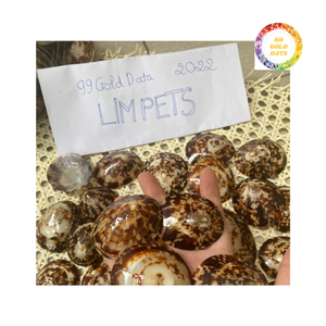 Conchas de Lapa decorativas pulidas y brillantes para temas interiores - Product Image 2