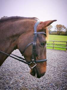 Brida anatómica-Negro - Product Image 5