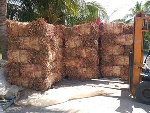 High quality dried <b>water</b> <b>hyacinth</b> long strands uniform color perfect for handicraft workshops furniture makers and distributors - Product Image 5