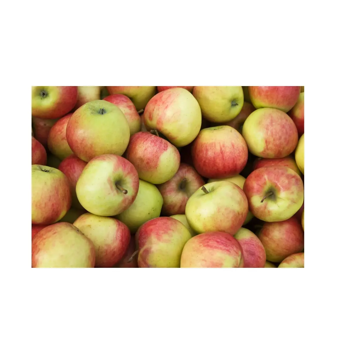 High Quality Fresh apple fruit Jonagold new seasoned fresh apples At Cheap Price Manufacturer From Germany Exports