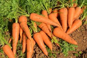 Vietnam Sweet <b>Fresh</b> Carrot Exporter Premium Quality High Vitamin Organic <b>Vegetable</b> for Global Market - Product Image 4