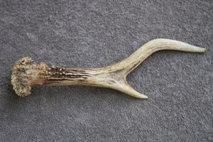 Bois de cerf rouge dur, bois de cerf entier-bois de wapiti pour chiens - Product Image 6