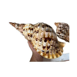Concha de trompeta de alta calidad de Vietnam para incrustaciones de muebles, materiales únicos para proyectos de artesanía en mercados artesanales. - Product Image 1