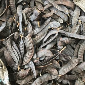 Fournisseurs de Fructus Gleditschiae, locustier à miel, sec, bonne qualité - Product Image 2