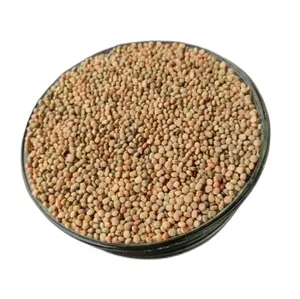 Großanbieter von Guar-Samen / Clusterbohnen / Guar Phali-Samen zum Großhandelspreis