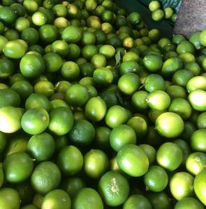 Limón Verde Fresco sin Semillas de Vietnam, Fruta Cítrica Fresca Natural con Calidad de Exportación y Buen Precio para Exportación - Product Image 6