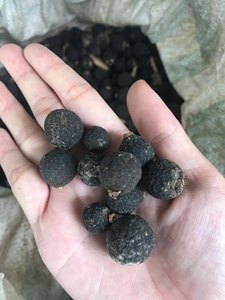 Exportación a granel precio competitivo naranja joven seca del proveedor de Vietnam - Product Image 3