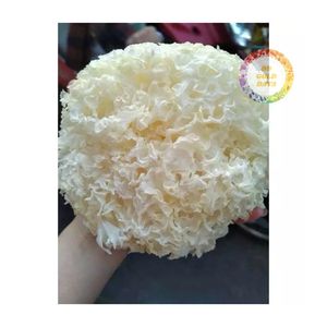 Tremella fuciformis naturelle, oreille de neige, champignon blanc, vente en gros de champignons blancs séchés bruts à prix avantageux - Product Image 3