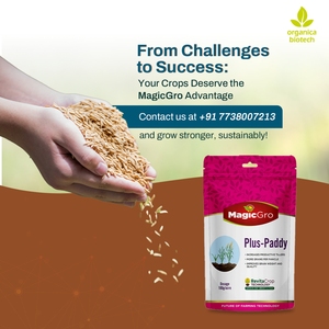 MagicGro Plus Paddy Growth Promoter Fórmula en polvo de última generación - Product Image 6