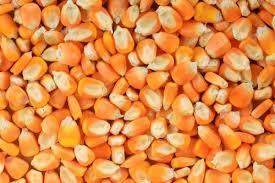Maíz de Origen Indio Natural de Alta Calidad, 99%+ de Pureza, Certificado por la FSSAI/ISO, Grado Alimenticio para Exportación - Product Image 4
